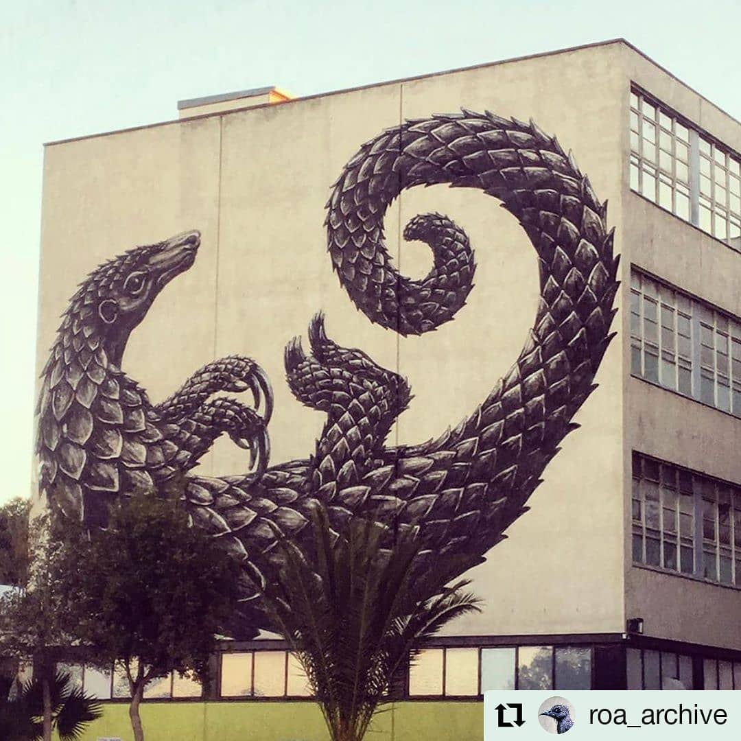 ROA Armadillo