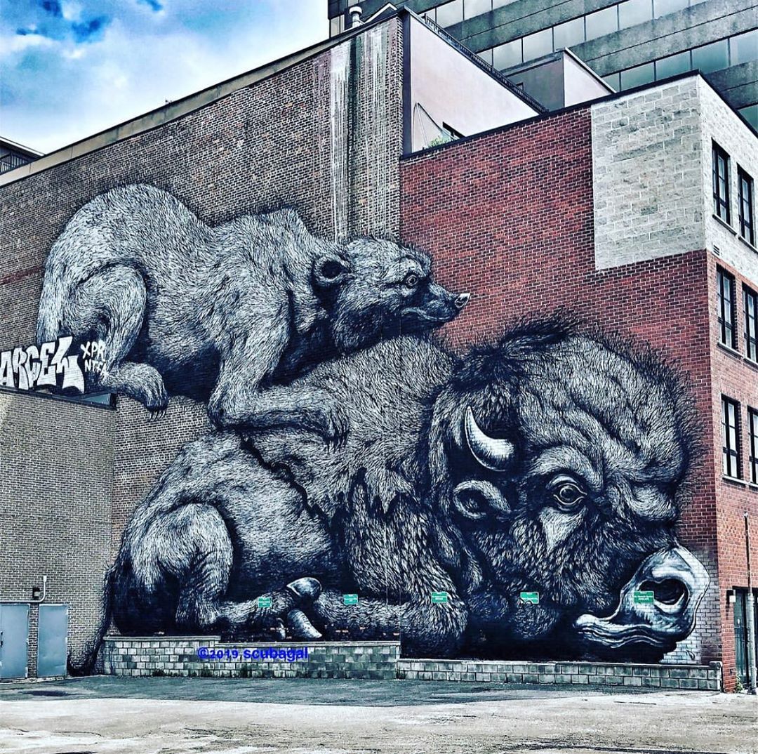 ROA Bear And Buffalo