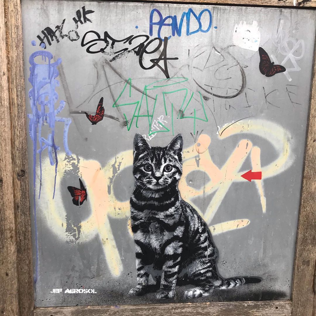 jeff aerosol cat B0 c52Khpe2