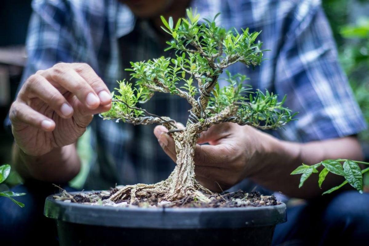 bonsai